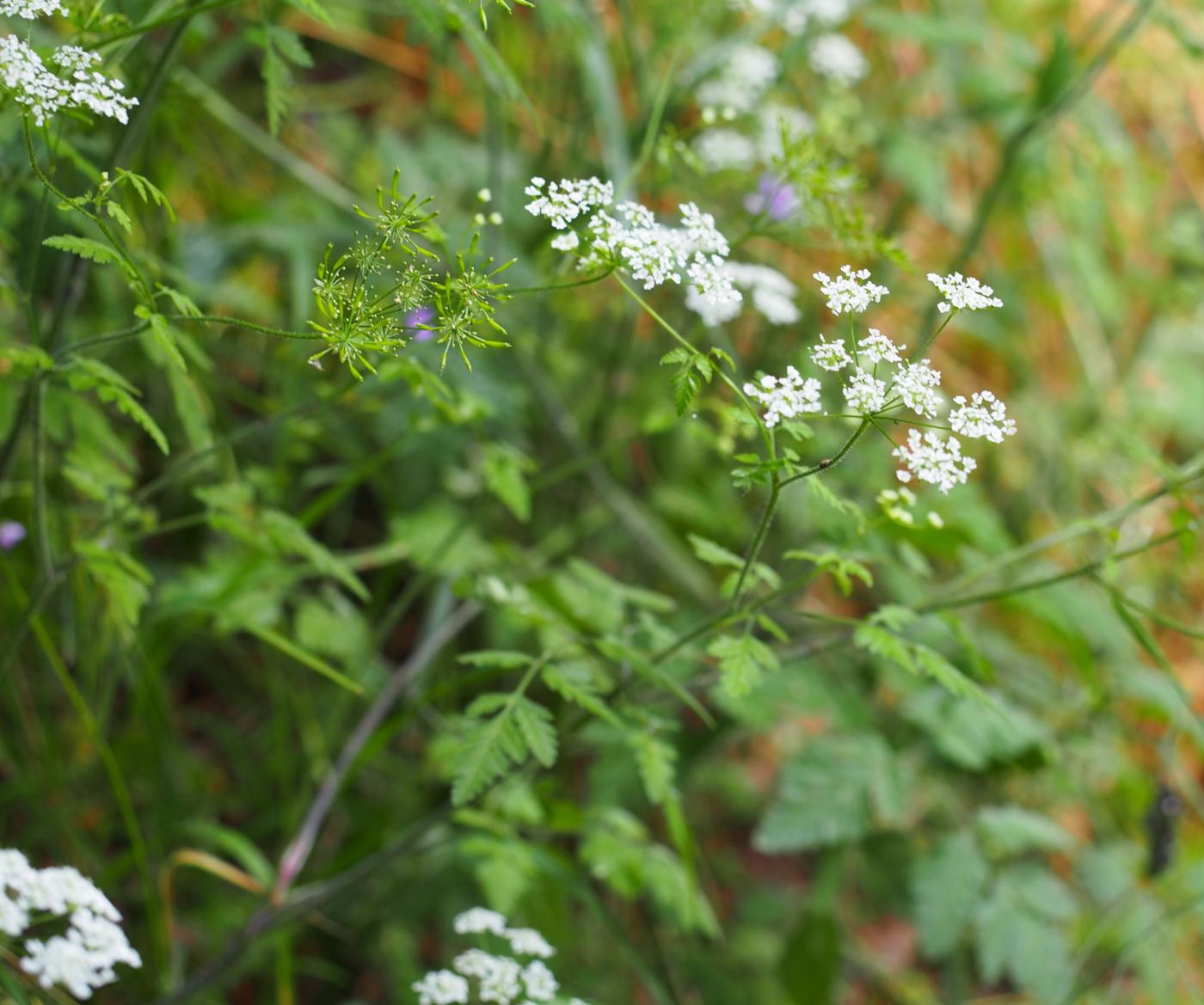 Chervil, Rough plant